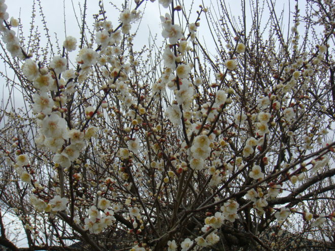 梅の花が咲いた。