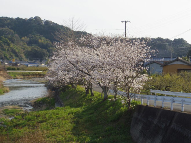 店の中から見える桜が良い感じです。