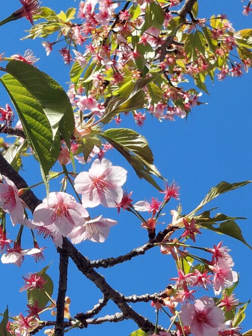 近所の河津桜です🌸