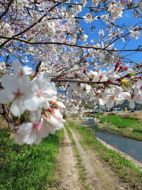 桜咲く❗